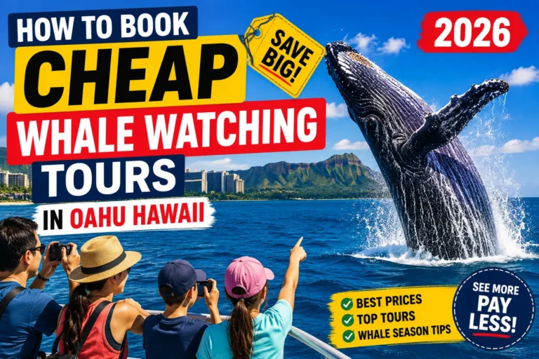 How to Book Cheap Whale Watching Tours in Oahu Hawaii 2026